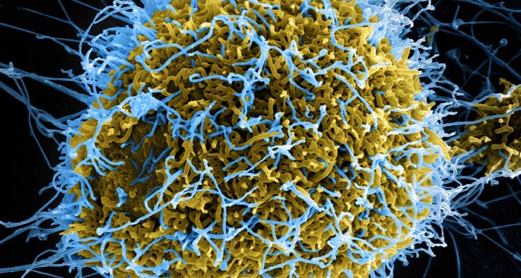 virus_small