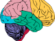 Metzger - brain4