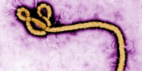 Russell - Ebola_virus