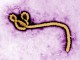 Russell - Ebola_virus