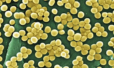 Methicillin-resistant Staphylococcus aureus