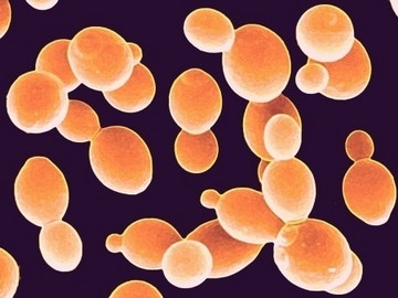 Lee - Saccharomyces Cerevisiae