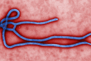 Russell - Ebola and Gov.