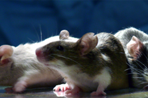 Laboratory mice