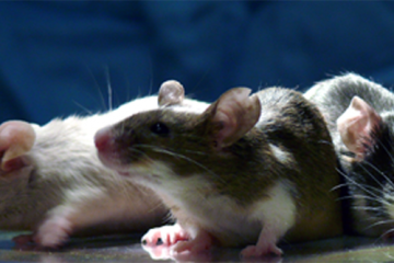 Laboratory mice