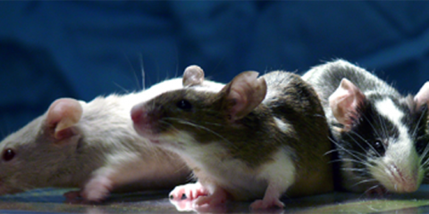 Laboratory mice
