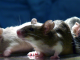 Laboratory mice