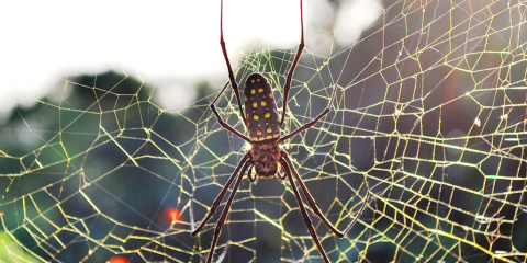 spider