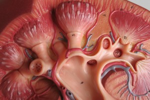 kidney