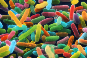 ecoli_microbiome