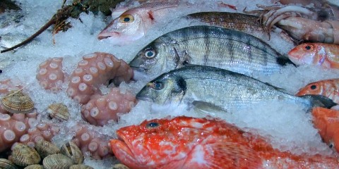 fresh catch