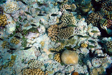 coral_bleaching