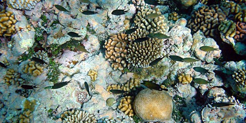 coral_bleaching