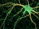 neuron_psych